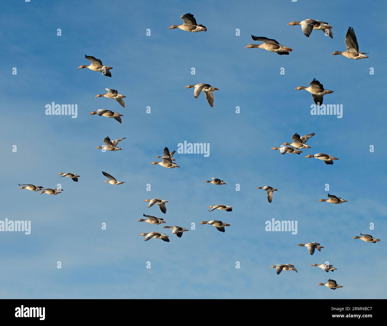 Colour image of large flock of Greylag Geese attractively lit by the sun and seen from below against a pale blue sky Stock Photo