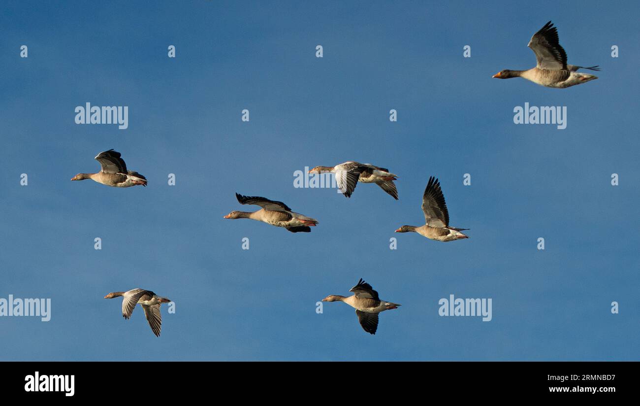 Colour image and close view of a group of Greylag Geese flying overhead and caught in sunlight against a blue sky and flying from right to left Stock Photo