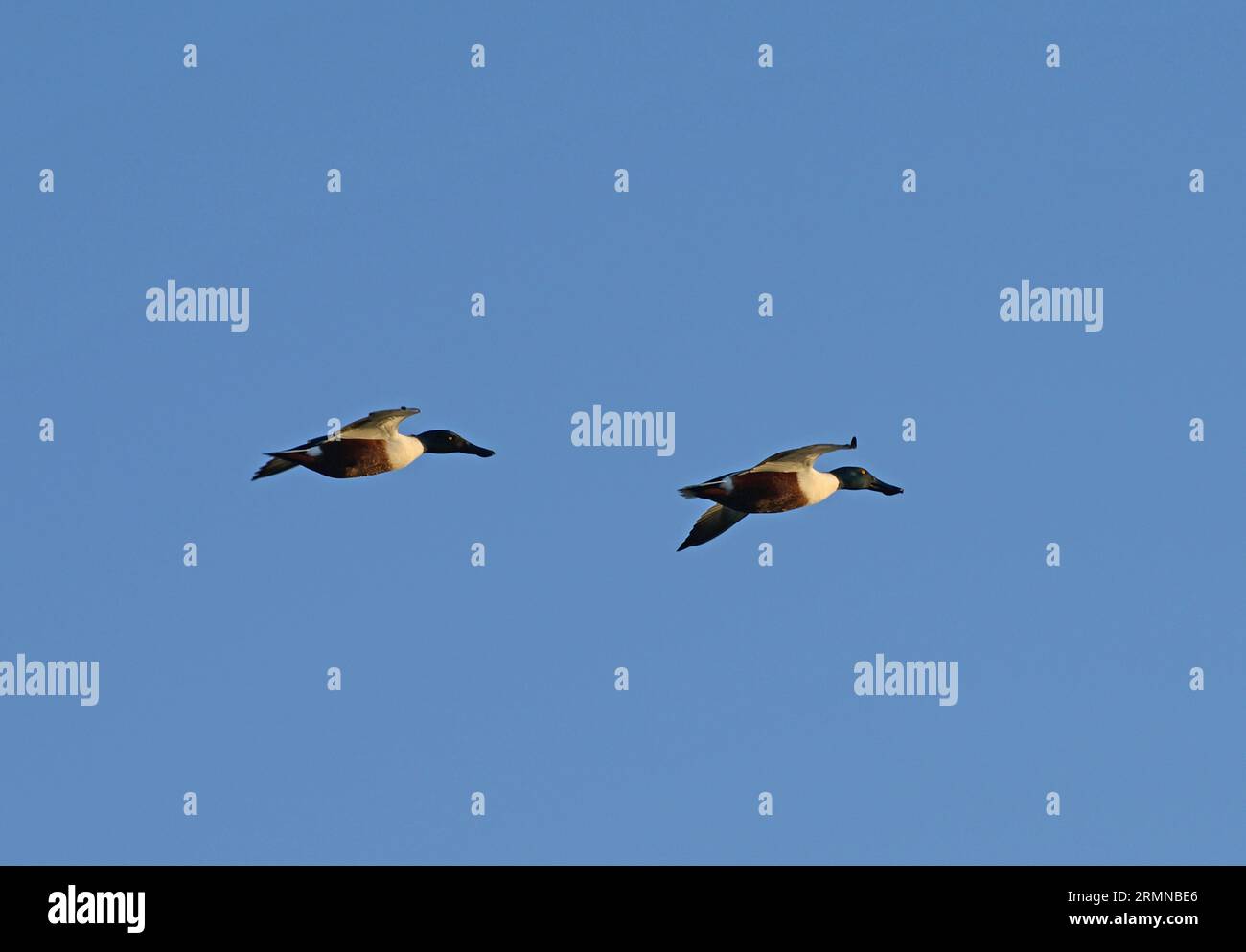 Colour image of a pair of Shoveler ducks against a blue sky flying from left to right with one behind the other Stock Photo