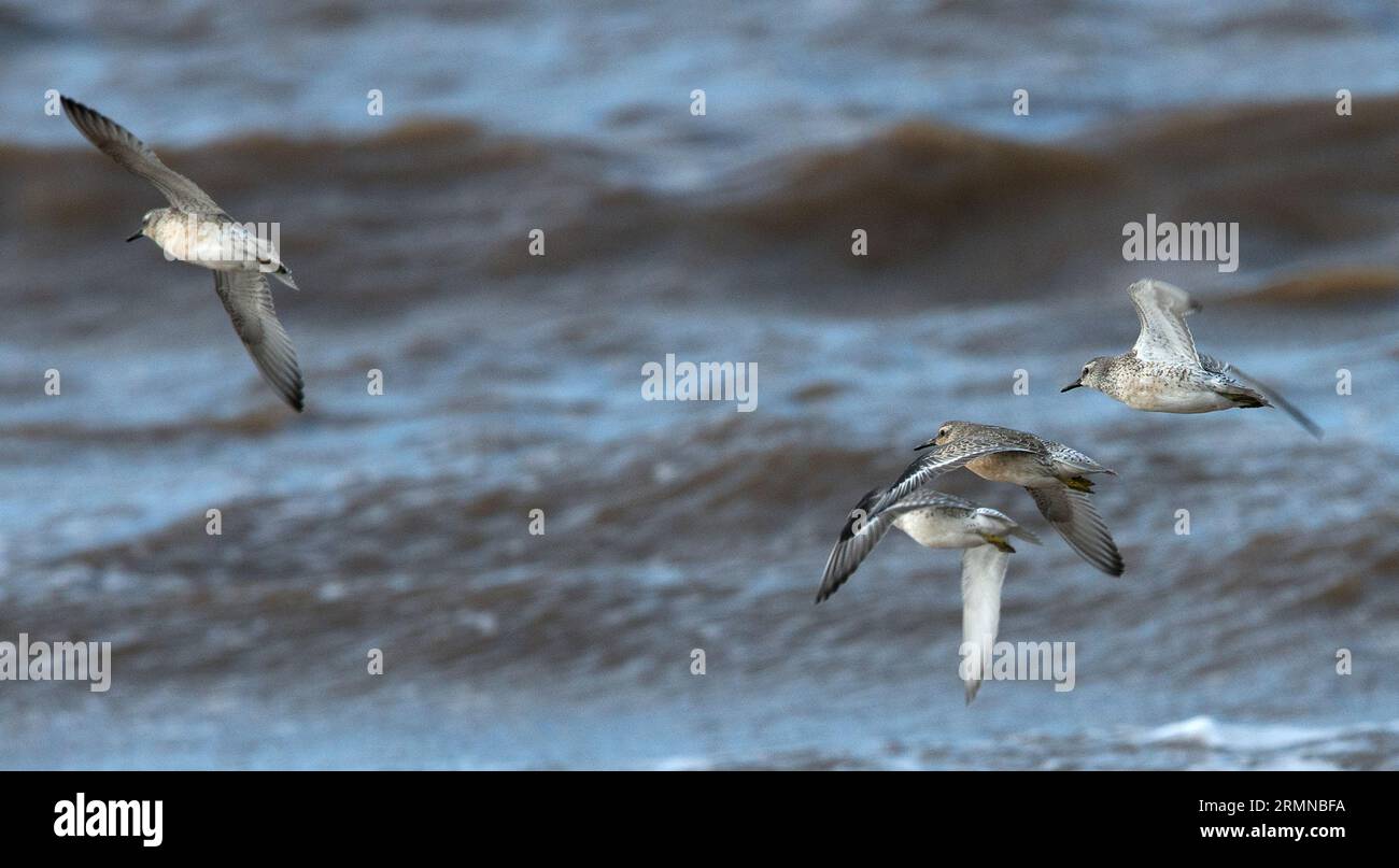 Colour image of four Knots in flight along the shoreline against the sea with breaking waves and flying from right to left Stock Photo