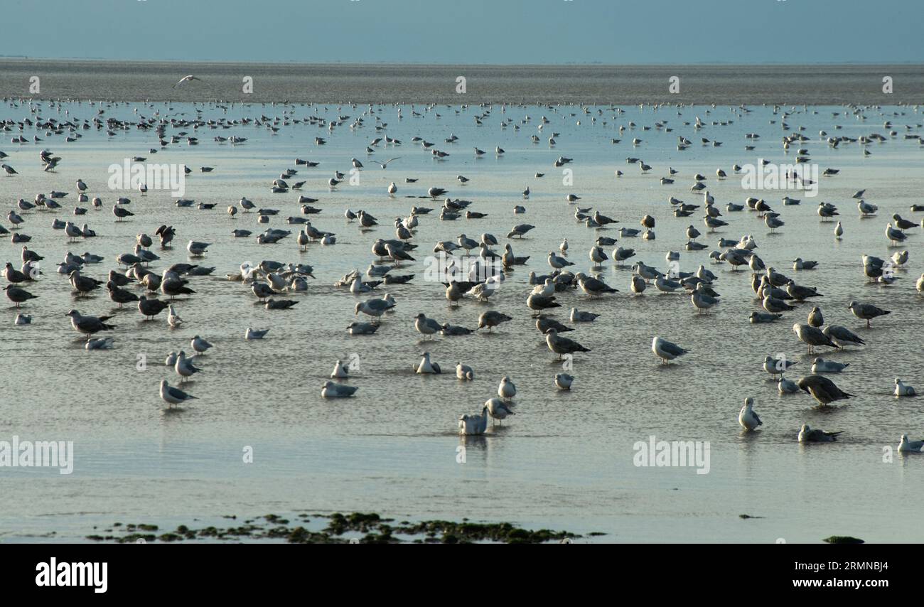 A huge number of gulls, both adult and juvenile, at rest along the shoreline at Heacham in Norfolk Stock Photo