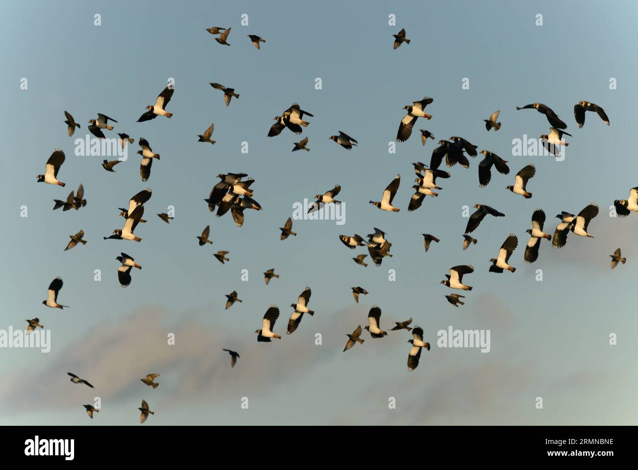 Lapwings and Starlings in a large flock moving from right to left and caught by the low light of a January sun Stock Photo