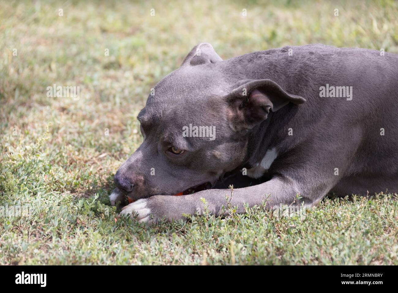 Beautiful staffordshire bull terrier portrait on a green lawn close-up. Blue stuffy with tongue out. Blue american staffordshire terrier, amstaff. Cut Stock Photo