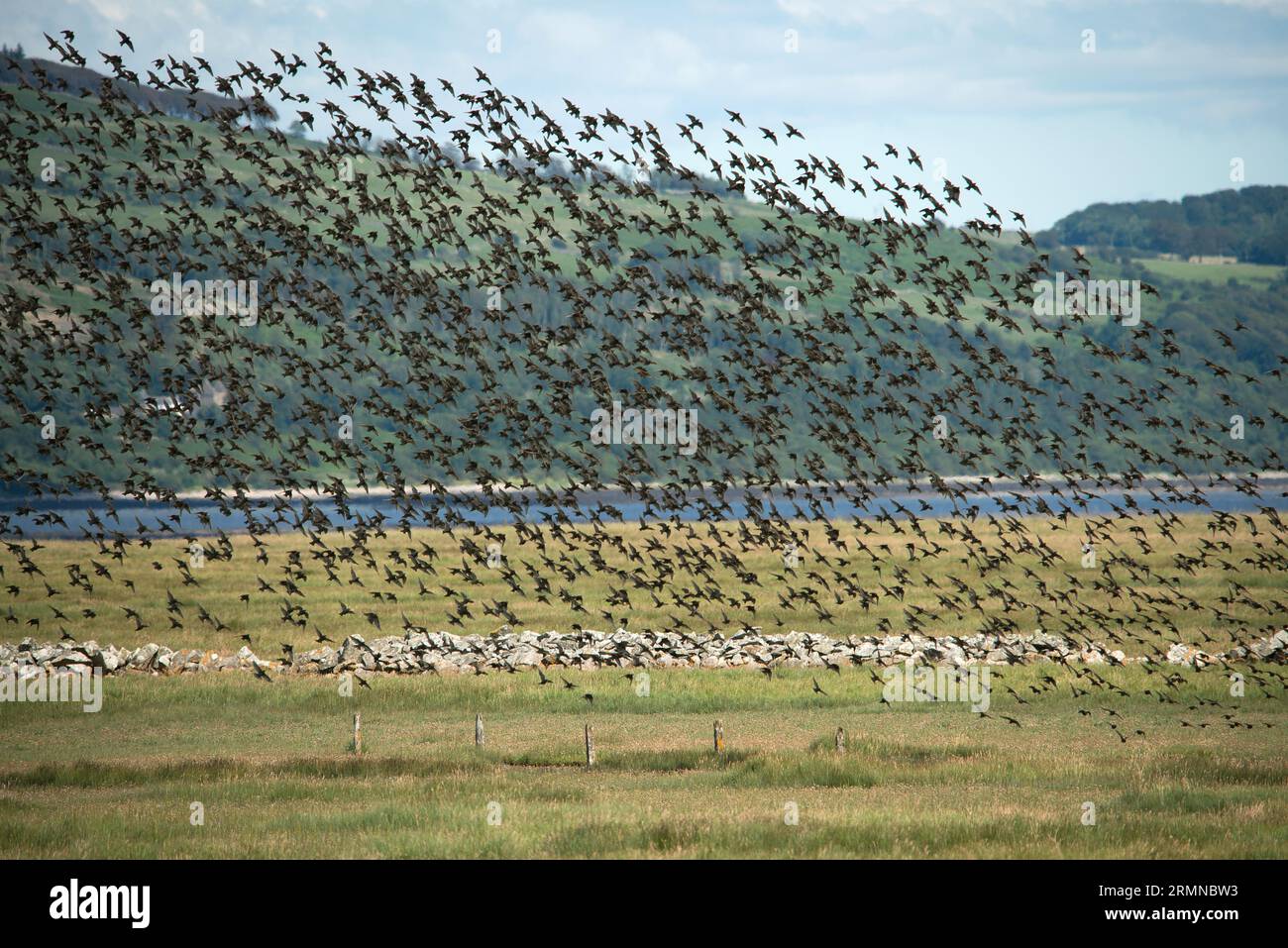 Huge flock of Starlings take flight, filling the image, from a field near waters edge with small hill in the background Stock Photo