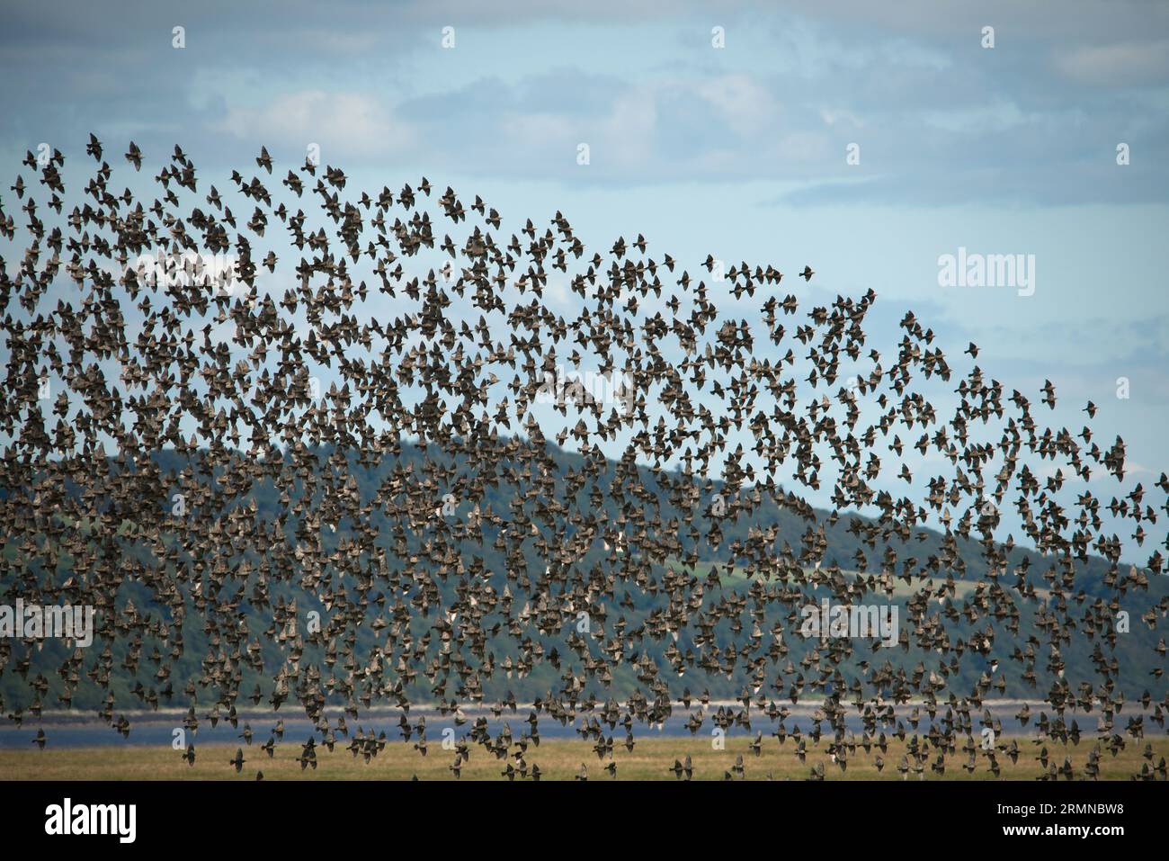 Vast flock of Starlings fill the frame as they take flight en masse from lowland field with a small hill in the background Stock Photo