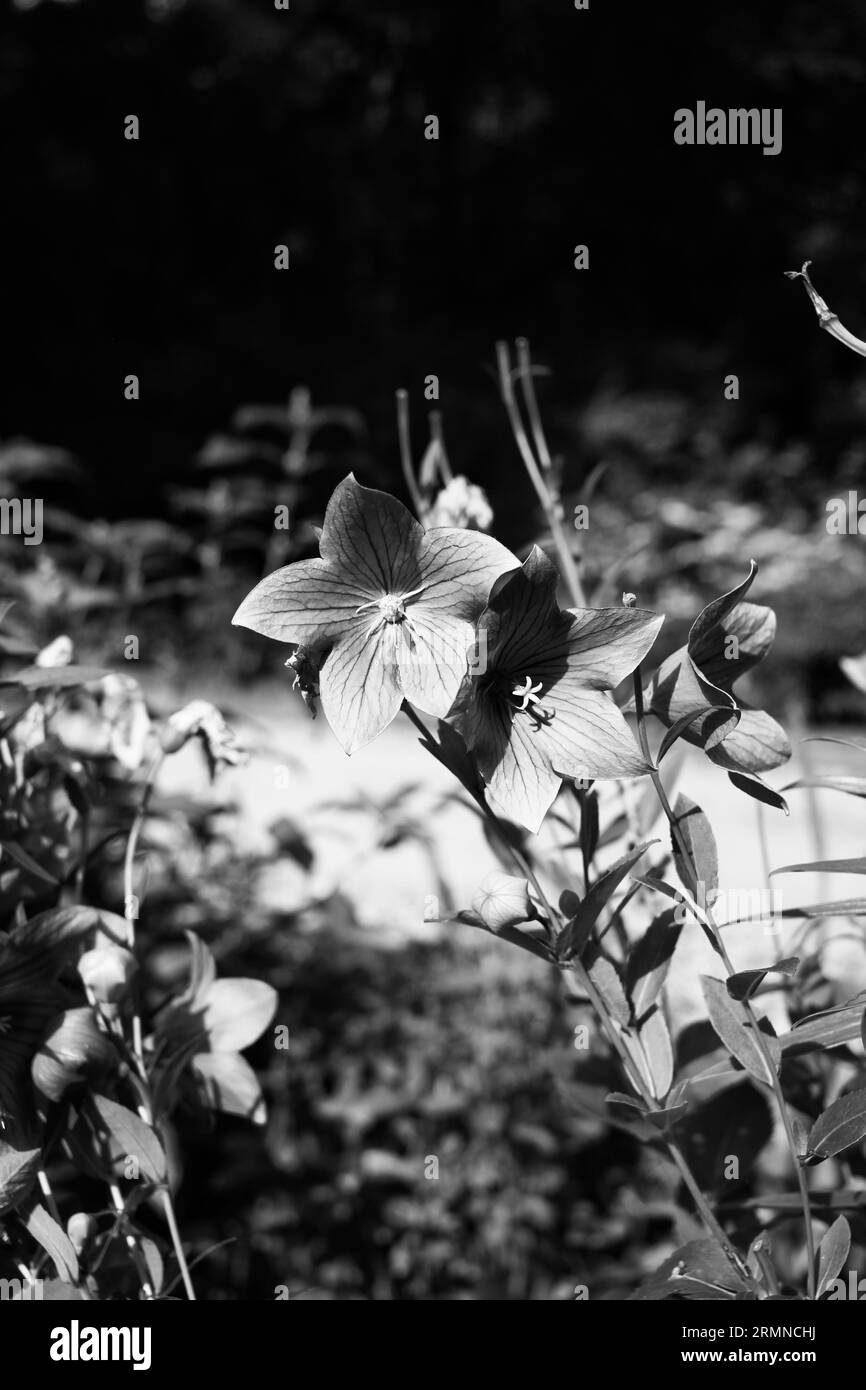 Scenic wildflower view Black and White Stock Photos & Images - Alamy