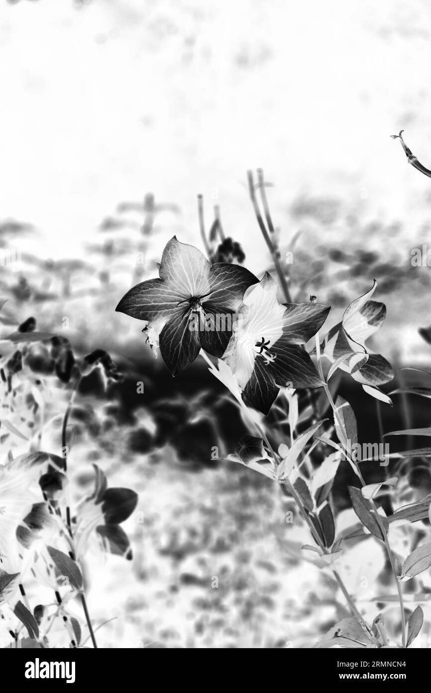 Scenic wildflower view Black and White Stock Photos & Images - Alamy