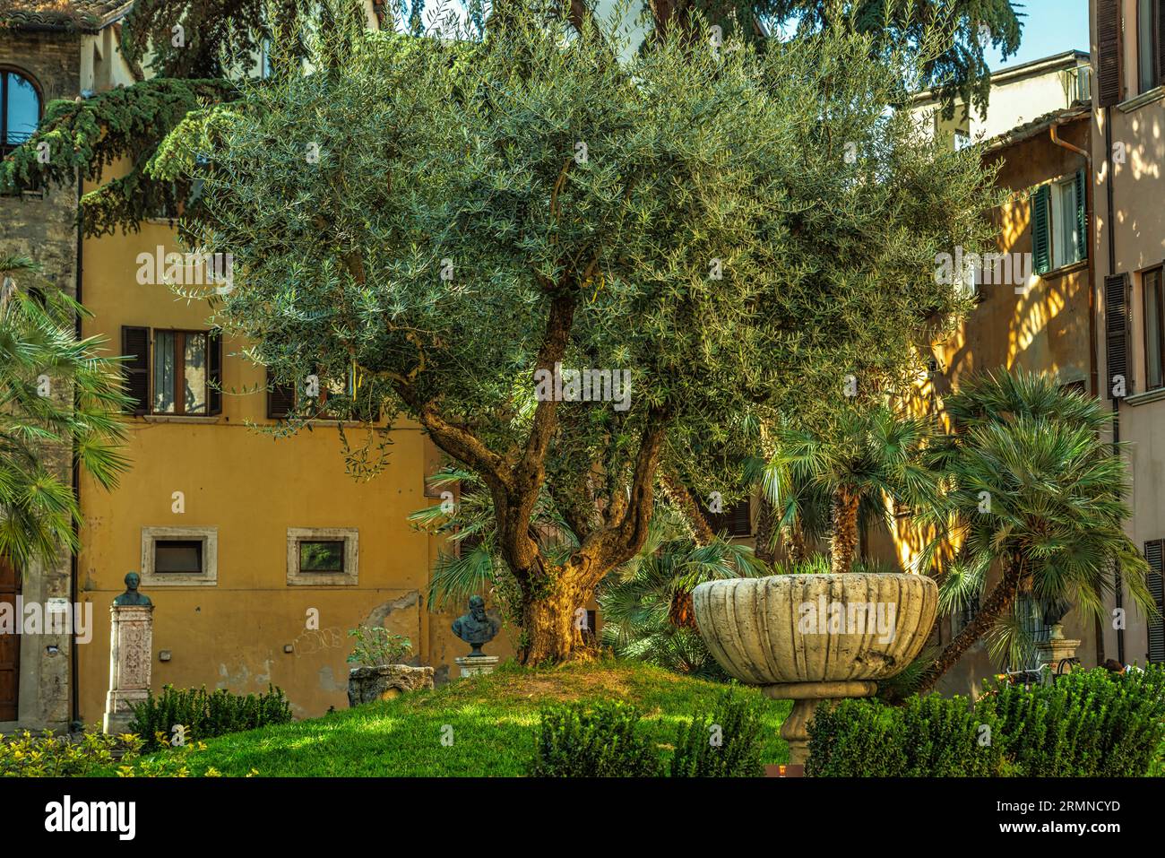 Olive tree of the species 'Oliva tenera ascolana'. The famous food Oliva Ascolana is produced from this species. Ascoli Piceno, Marche region, Italy, Stock Photo