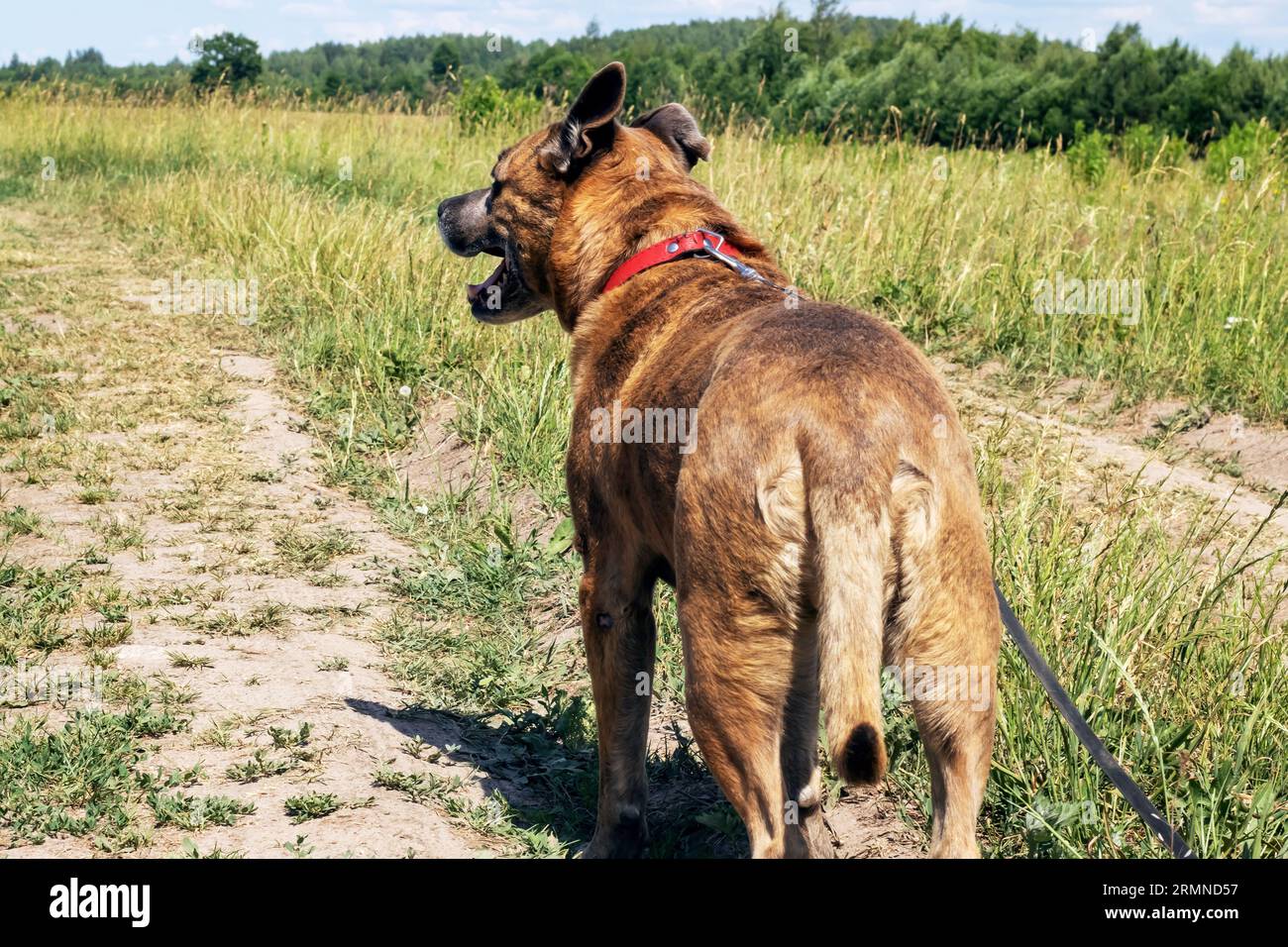 Staffordshire Terrier dog walking in the woods close up Stock Photo
