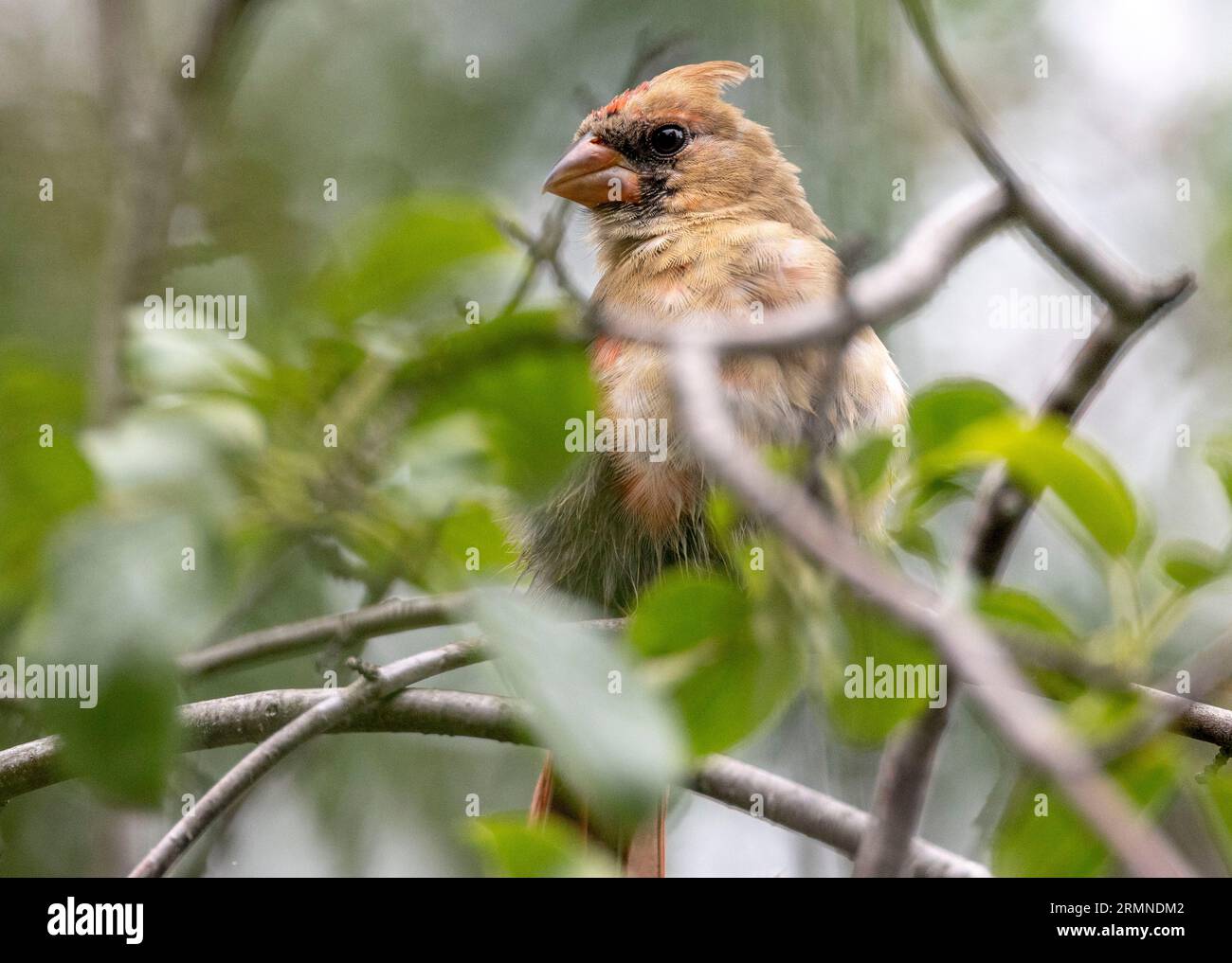 (Ottawa, Canada---25 August 2023) Northern Cardinal near the Rideau River. Photograph Copyright 2023 Sean Burges / Mundo Sport Images.  If posting to Stock Photo