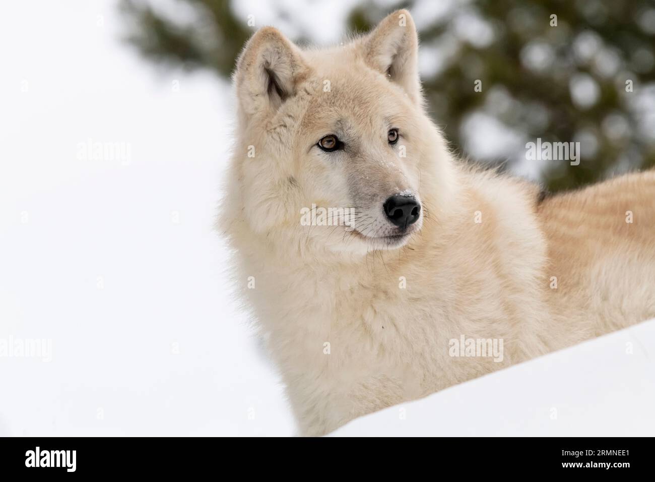 Wolf, winter, white phase, Montana Stock Photo