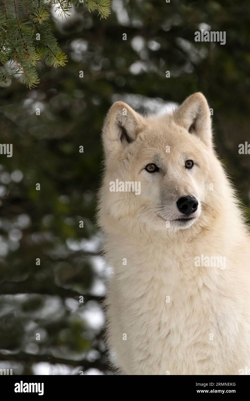 Wolf, winter, white phase, Montana Stock Photo