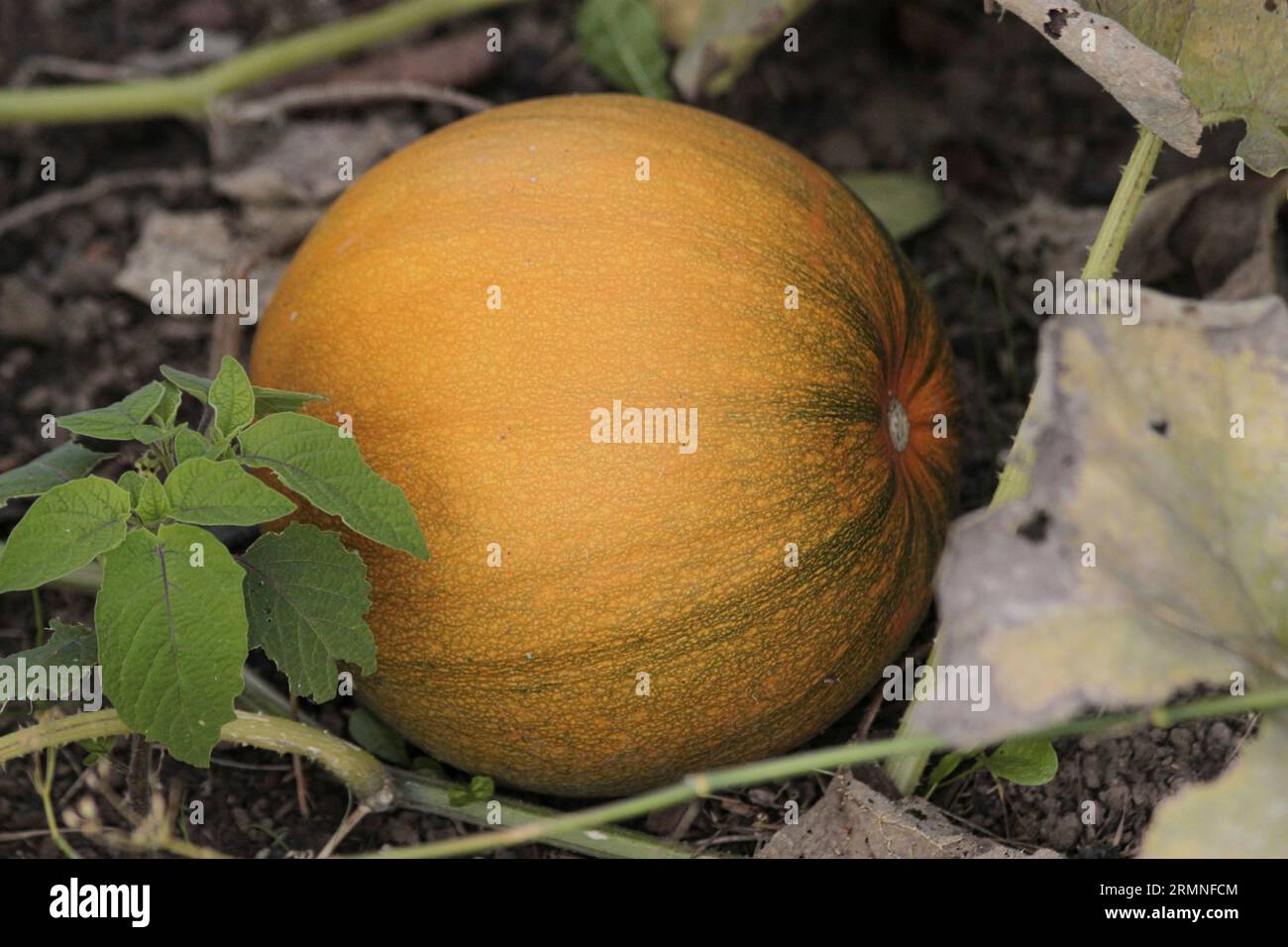 A pumpkin the size and shape of a football growing on a British allotment in late summer season Stock Photo