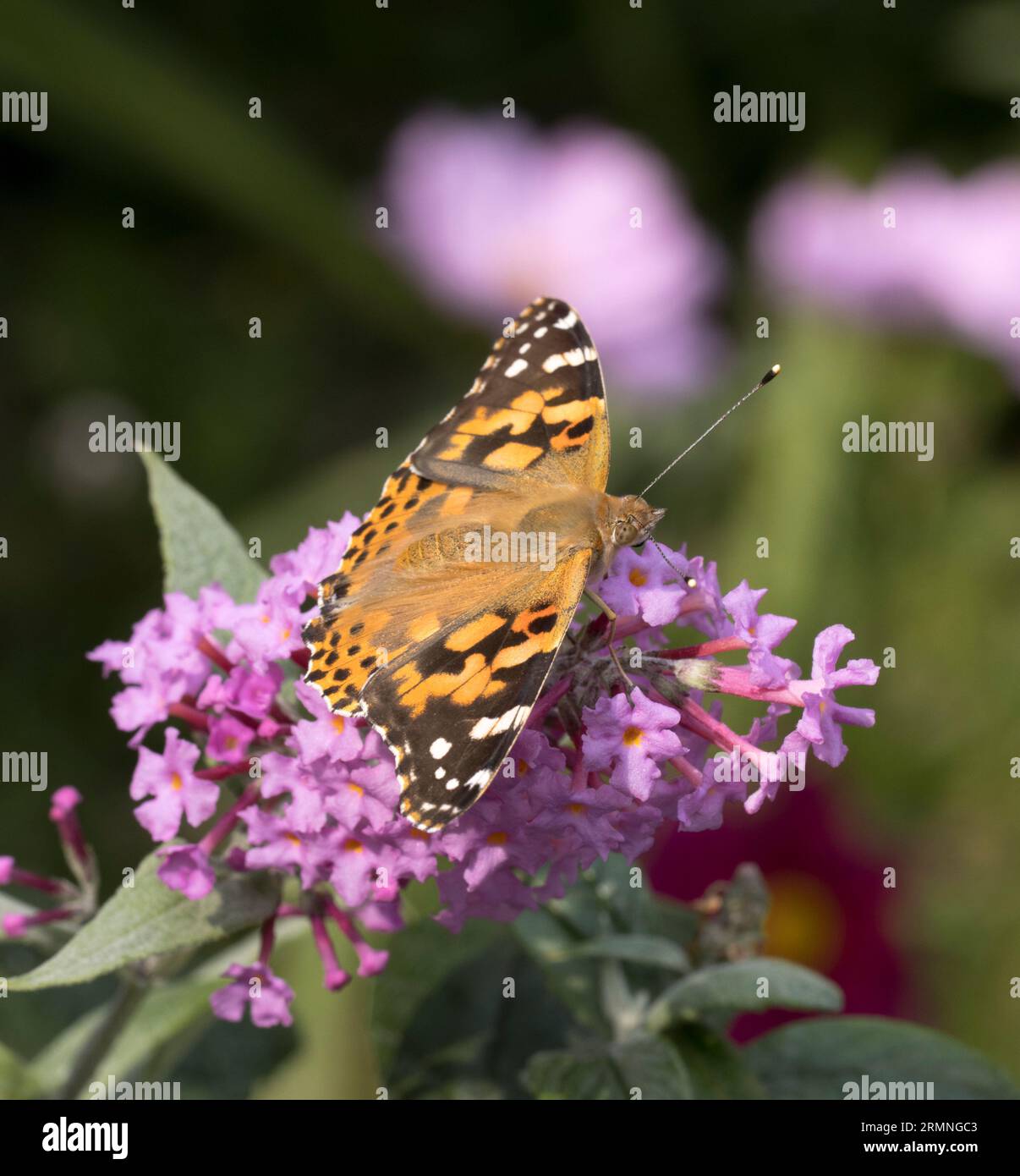 Painted Lady Butterfly Vanessa cardui on Pink Buddleia Stock Photo Alamy