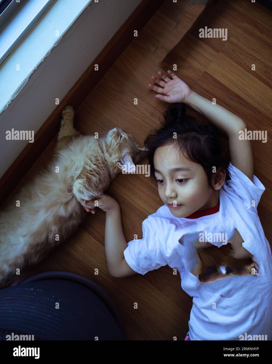 An adorable young child is lying on the floor while two cats playfully cuddle up to her Stock Photo