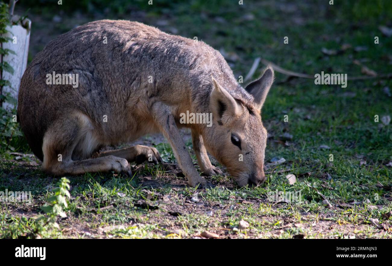 Maras animal hi-res stock photography and images - Alamy