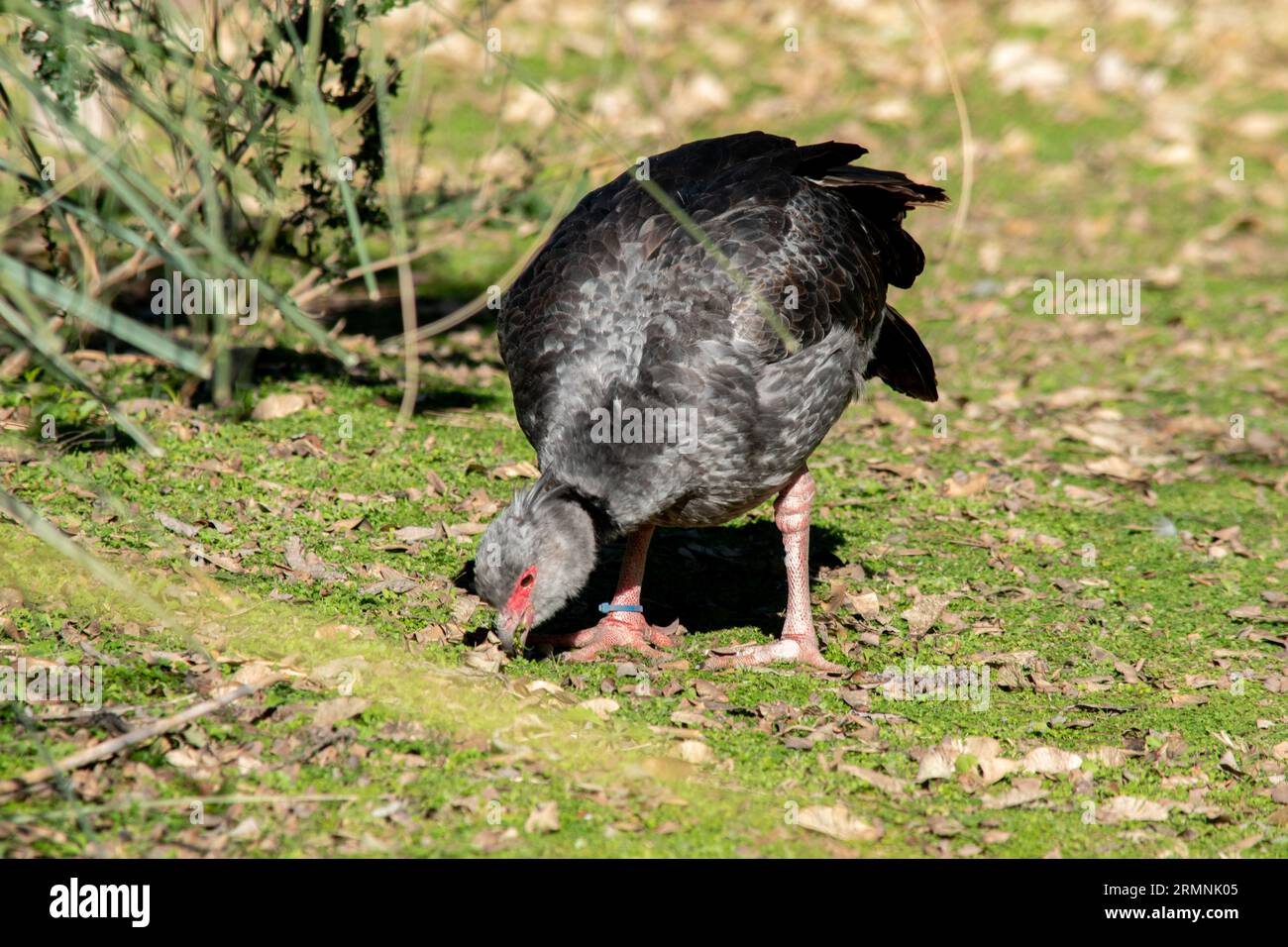 Argentinian fauna hi-res stock photography and images - Alamy