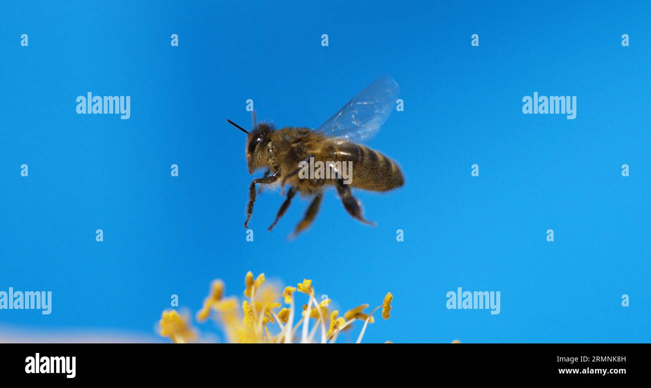 Black european honeybee hi-res stock photography and images - Alamy