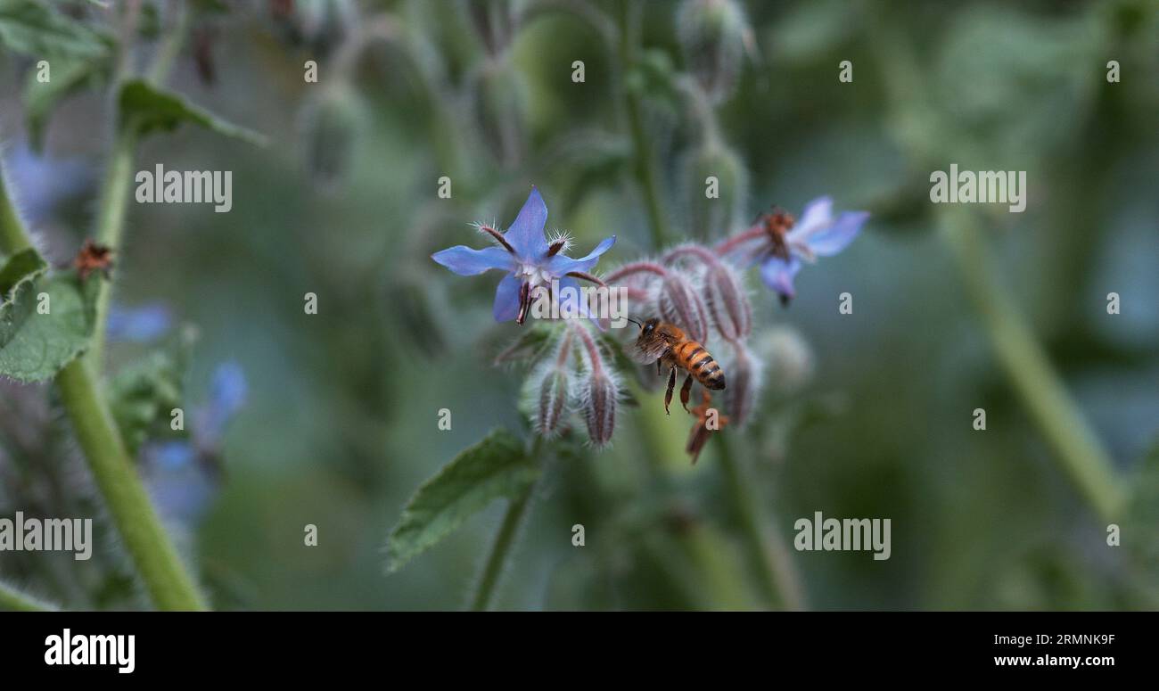 Epis Insect European Honey Bee, apis mellifera, Bee foraging a borage Flower ...