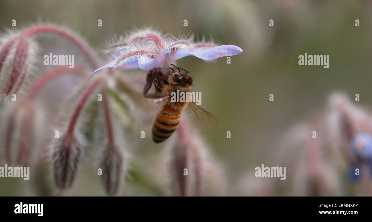 European Honey Bee, apis mellifera, Bee foraging a borage Flower ...