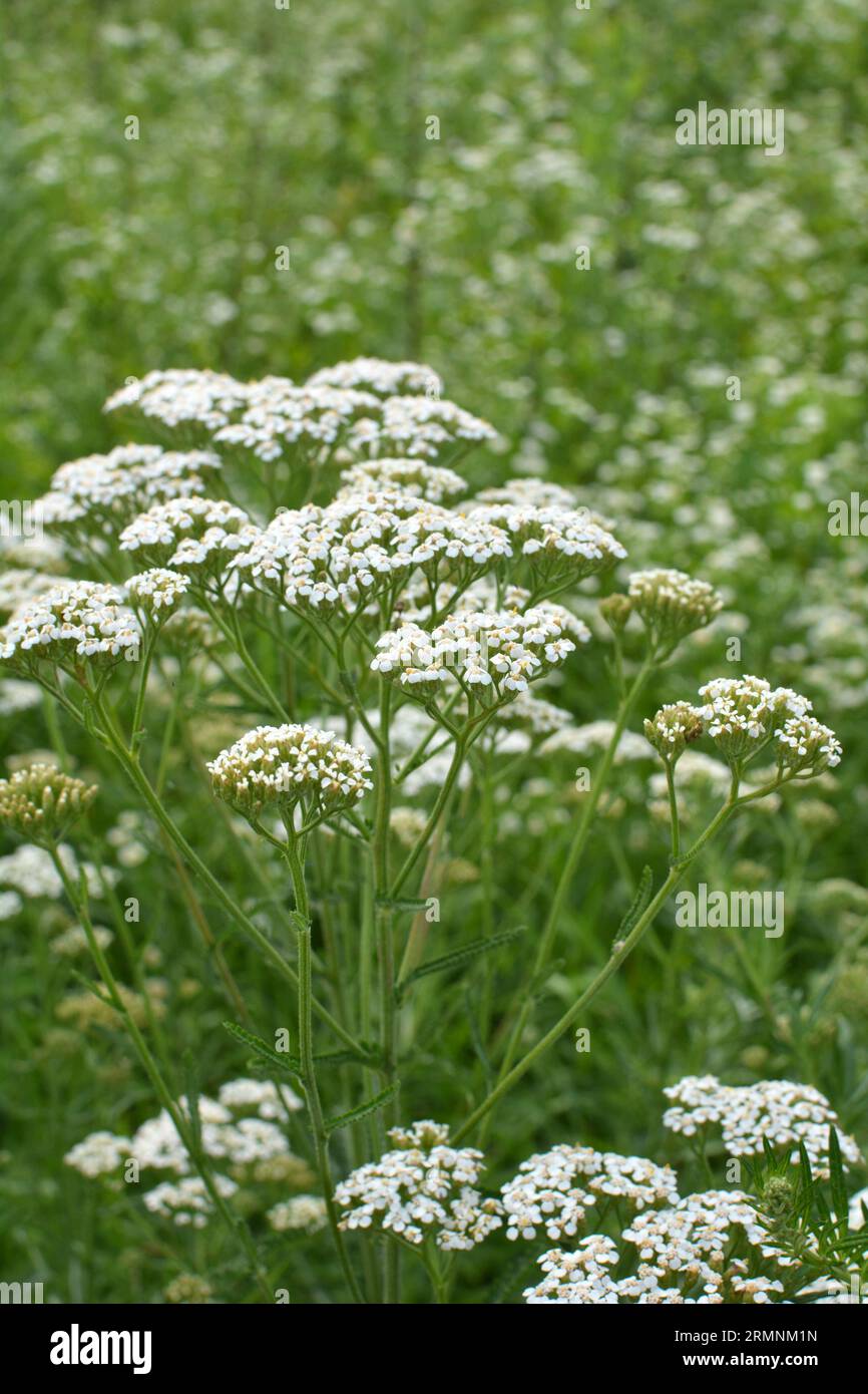 Yarrow (Achillea) blooms in the wild among grasses Stock Photo