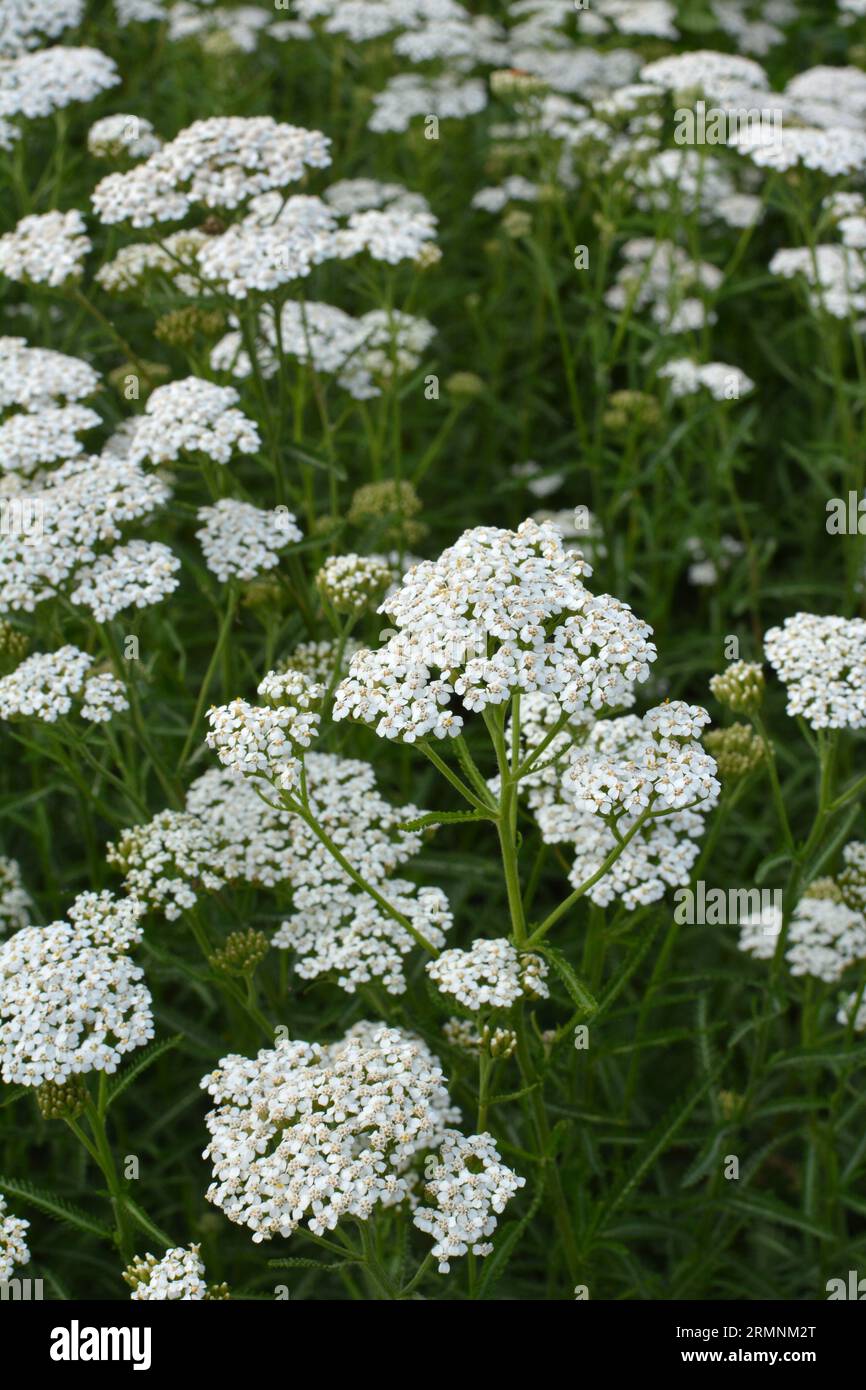 Yarrow (Achillea) blooms in the wild among grasses Stock Photo