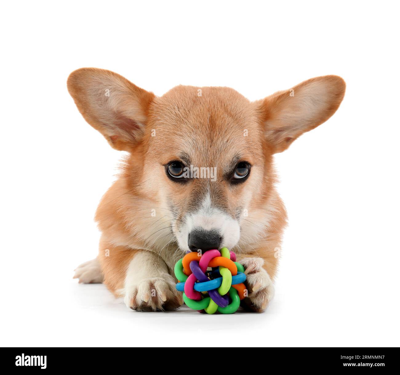 Cute Corgi dog playing with toy isolated on white background Stock ...