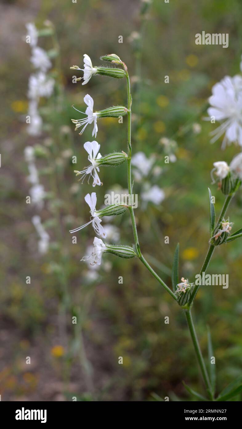 Silene dichotoma blooms in the wild among grasses Stock Photo
