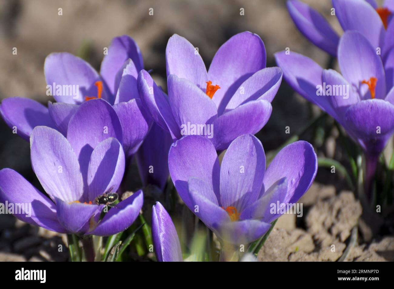 In nature, garden crocuses bloom in the flowerbed in spring Stock Photo ...
