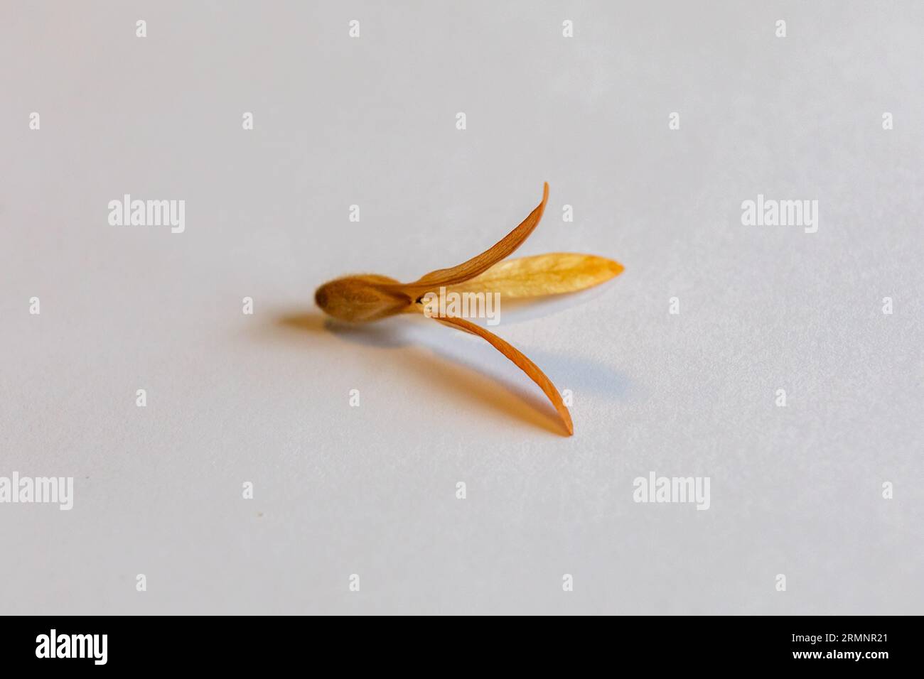 Winged seed of the tree (Tripalis americana or Tripalis gardneriana) known as 'pajeú', 'pau-ant' or 'helicopter tree'. Distribution seeds that fly wit Stock Photo