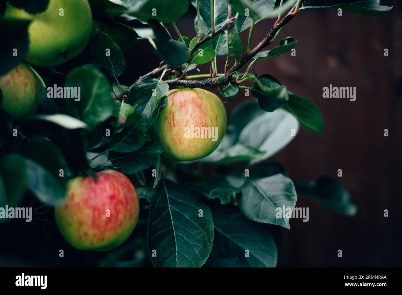 Apples on the garden trees Stock Photo - Alamy
