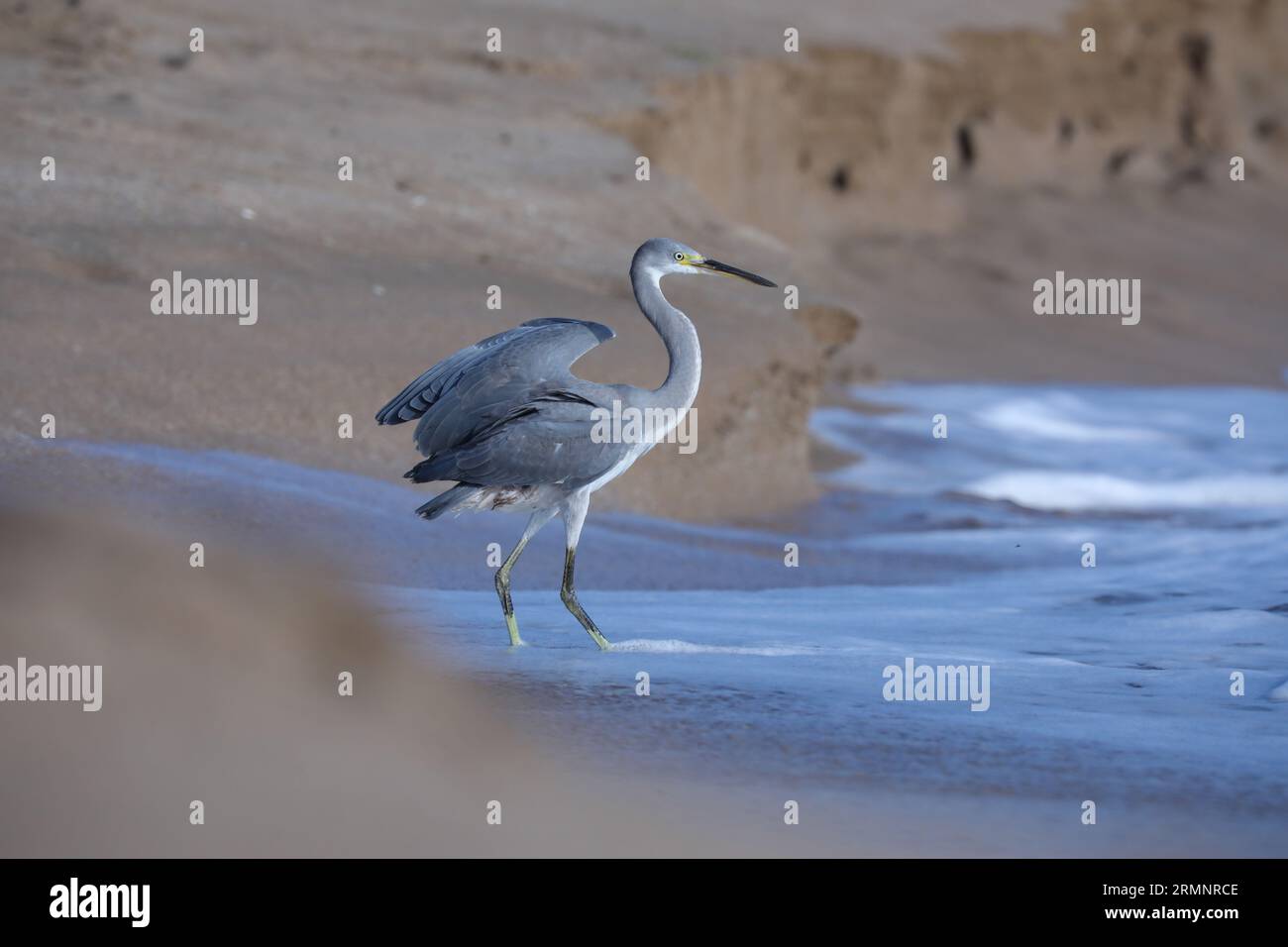 A majestic great blue heron standing on the shoreline of a sandy beach, its long bill and neck stretched forward as it surveys its surroundings Stock Photo
