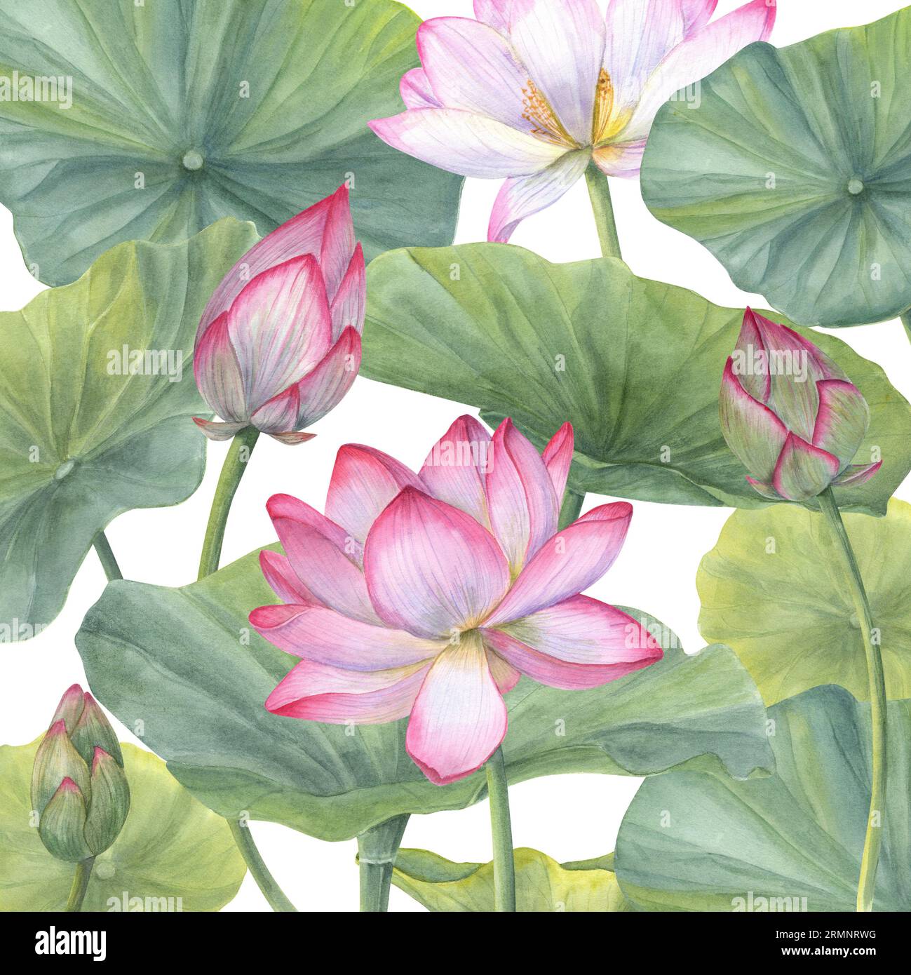 Floral composition with pink Lotus Flowers, Buds and Leaves. Water lily ...