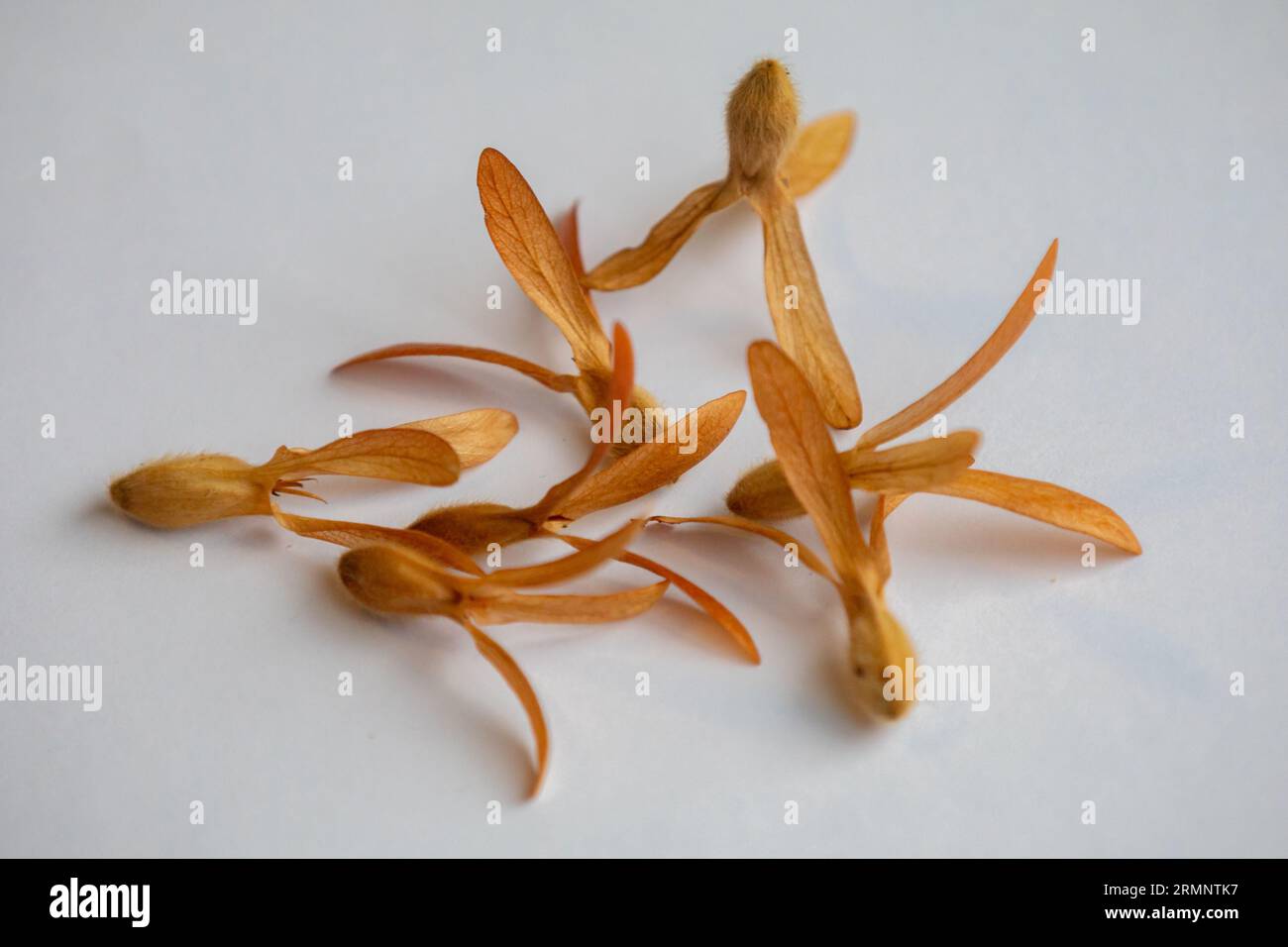 Winged seed of the tree (Tripalis americana or Tripalis gardneriana) known as 'pajeú', 'pau-ant' or 'helicopter tree'. Distribution seeds that fly wit Stock Photo