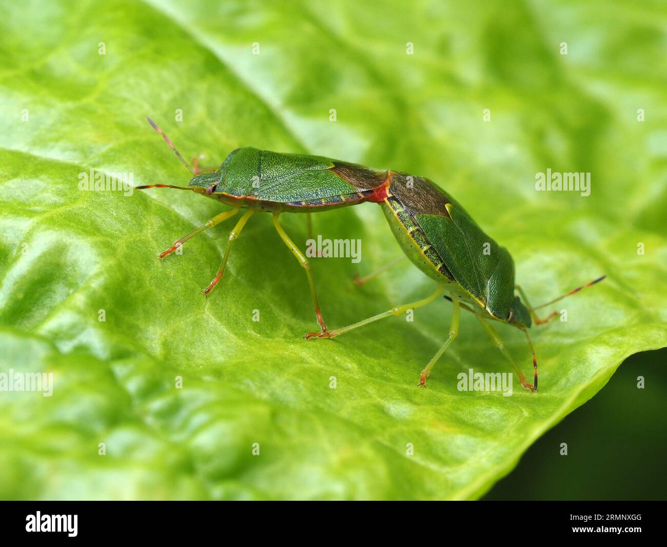 Two Green Shield Bugs, Palomena prasina, mating on a chard leaf. Stock Photo