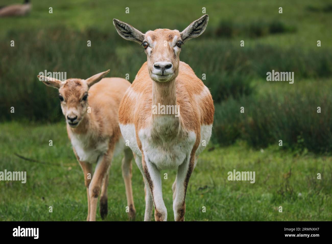African Deer Stock Photo