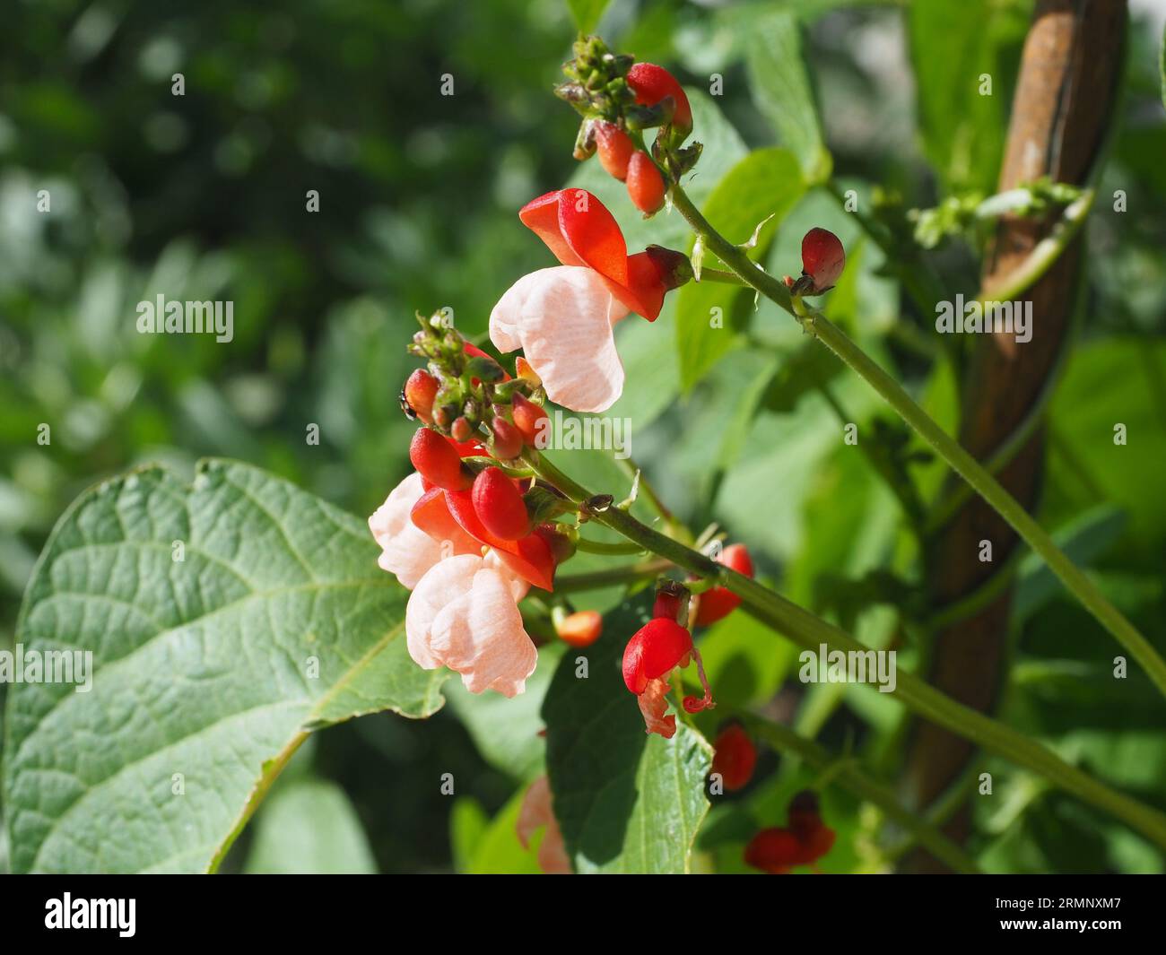 Pink and red runner bean flowers Stock Photo Alamy