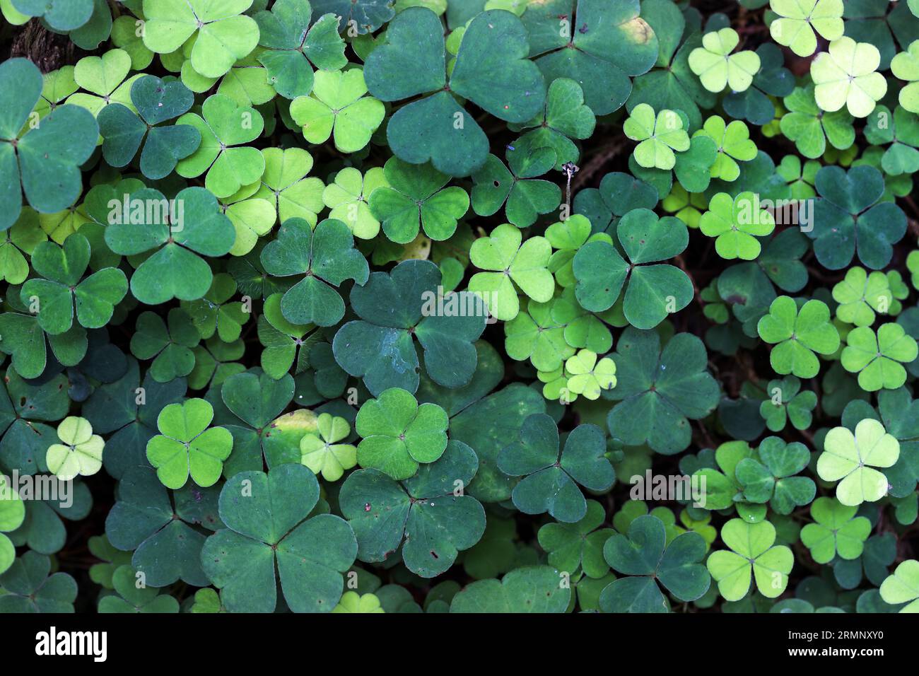 Wood Sorrel (Oxalis acetosella) leaves in late summer, Teesdale, County Durham, UK Stock Photo