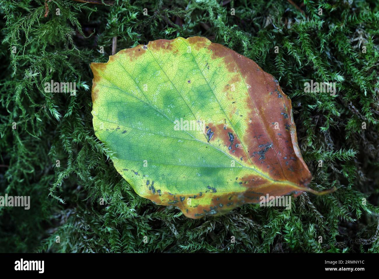 Beech Tree leaf (Fagus sylvatica) on moss, Teesdale, County Durham, UK Stock Photo