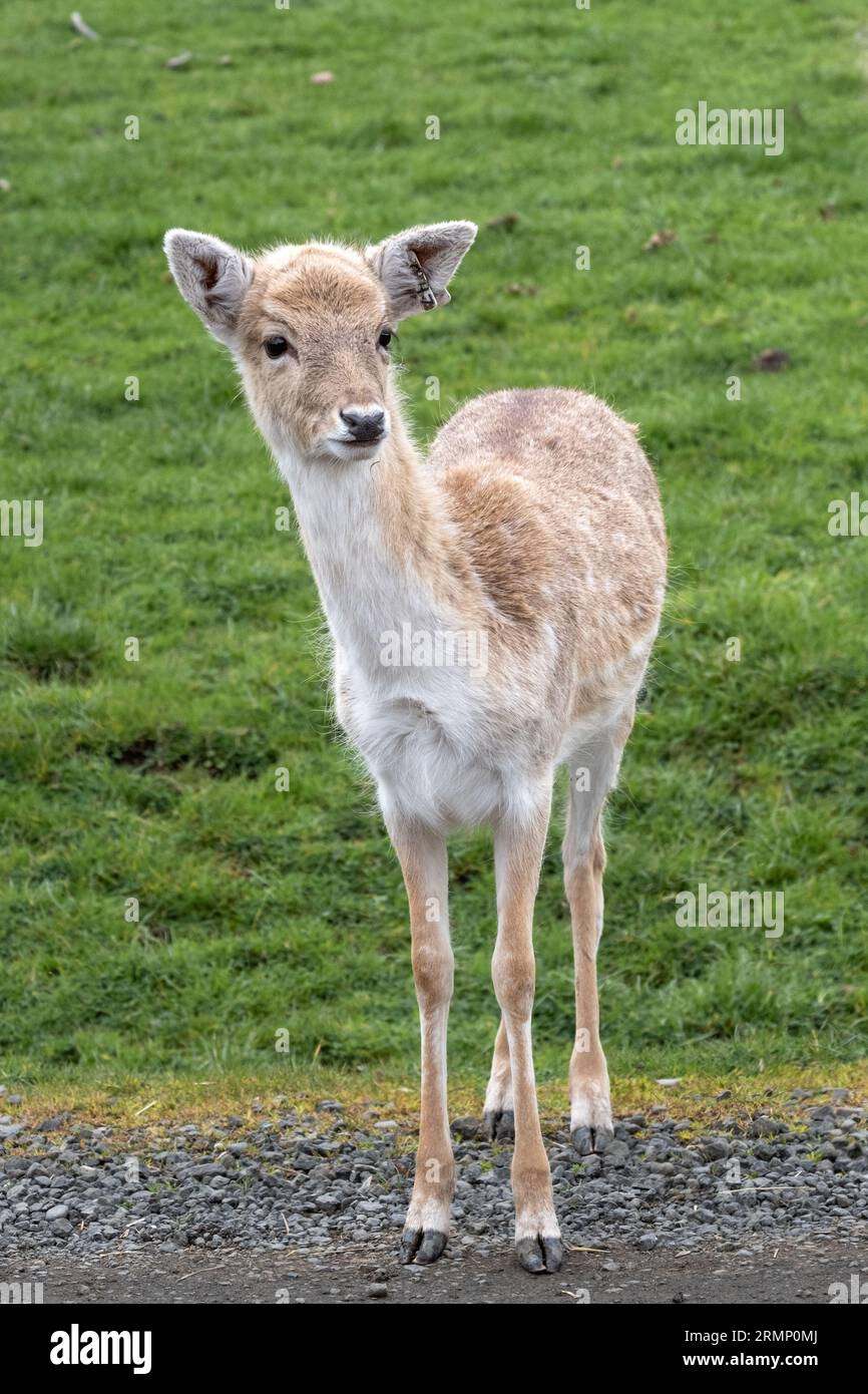 Fallow Deer at Wildlife Safari Stock Photo