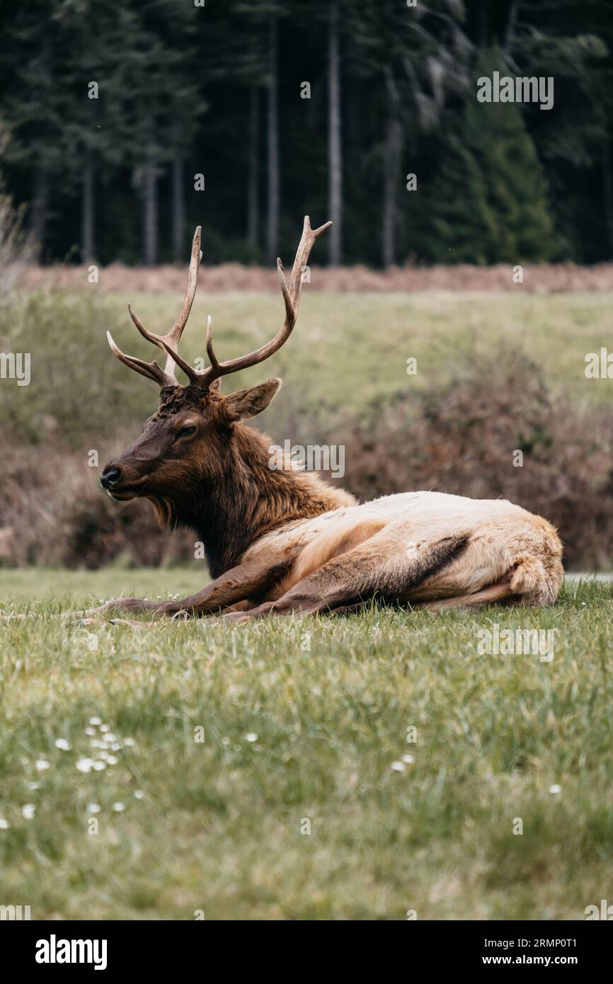 Elk at Elk Prairie State Park, California Stock Photo