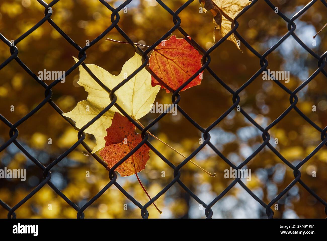 Close-up of dry maple leaves on chainlink fence Stock Photo