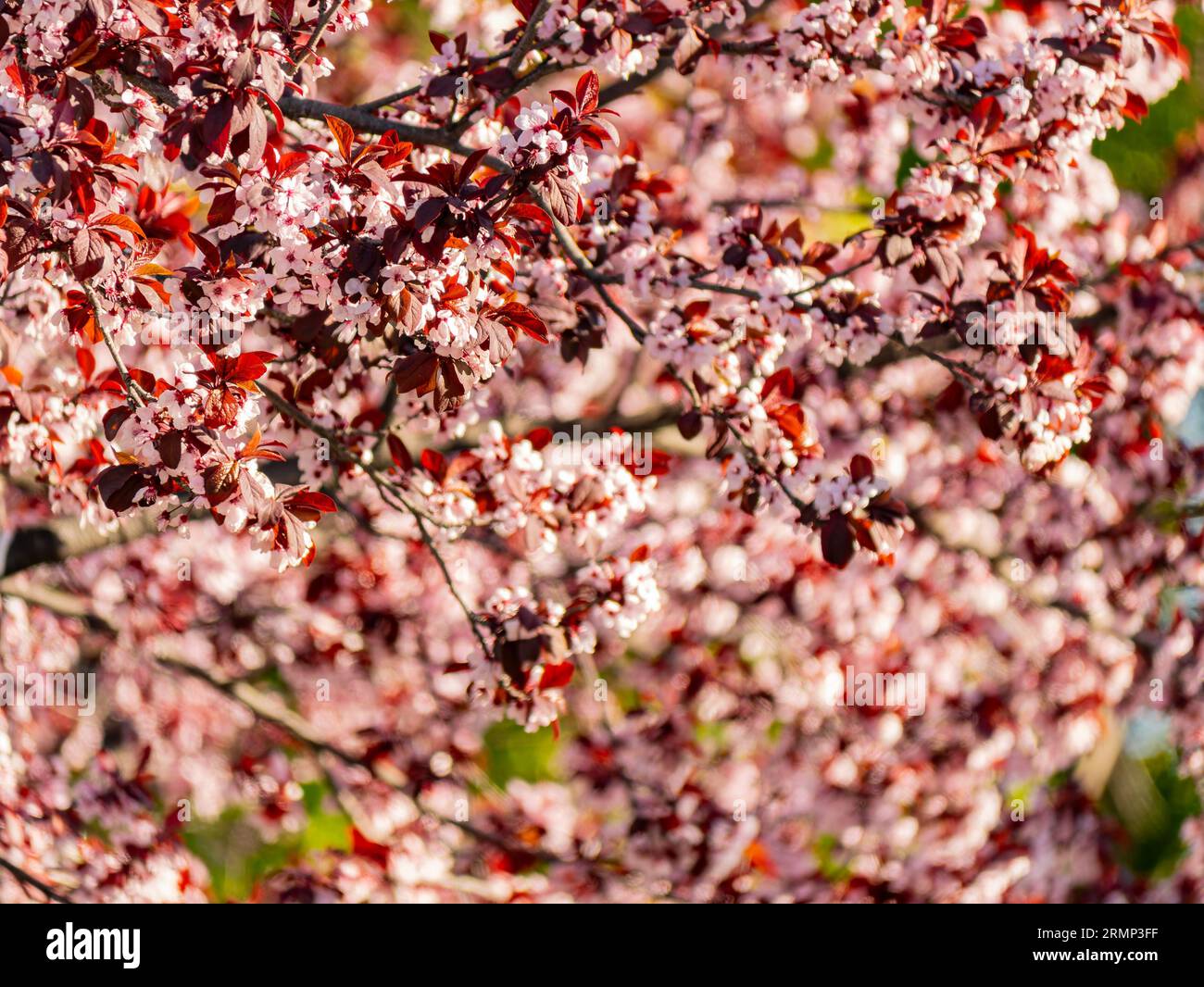 Close up shot of Blood Plum Tree blossom at San Francisco, California Stock Photo