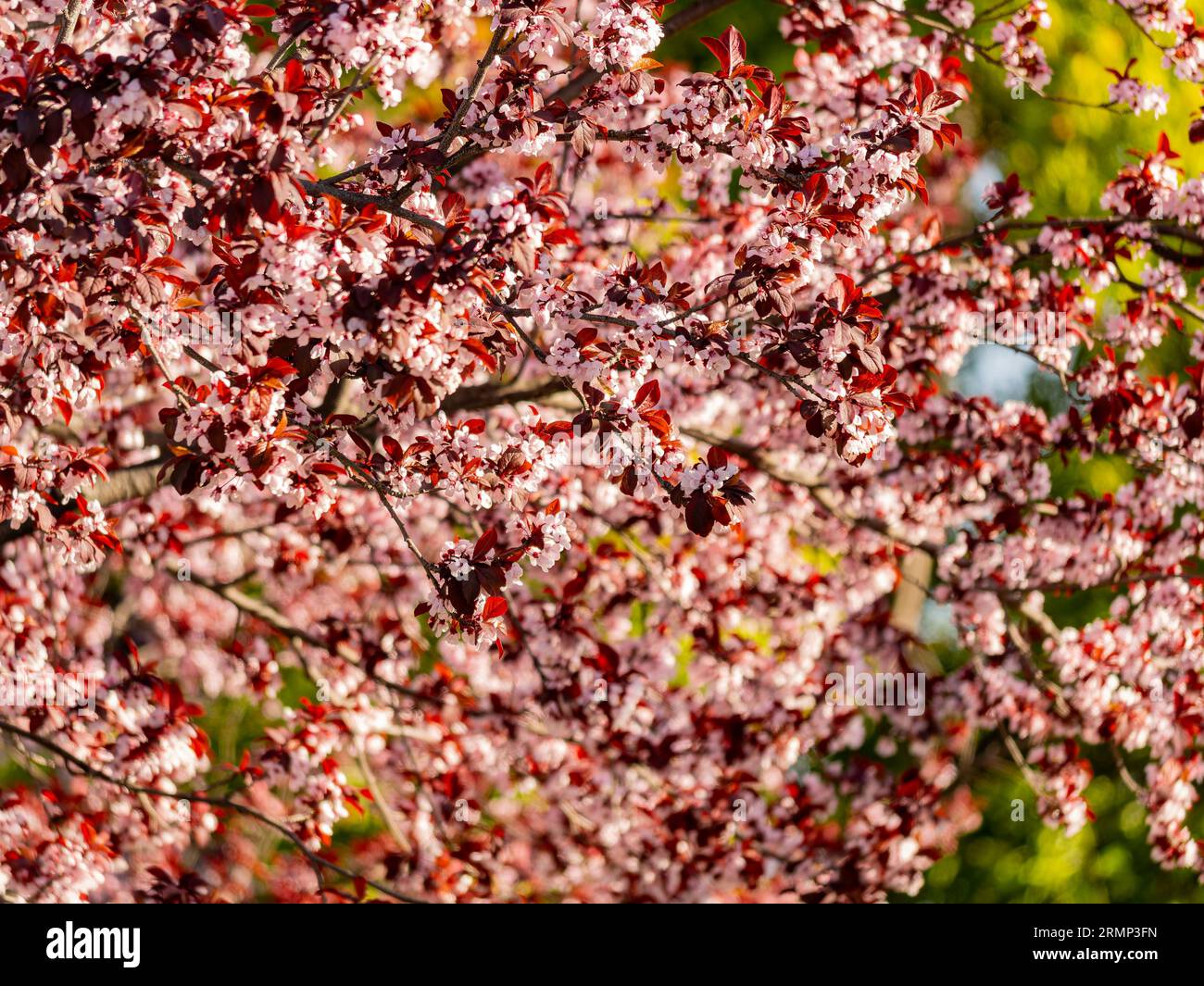 Close up shot of Blood Plum Tree blossom at San Francisco, California Stock Photo