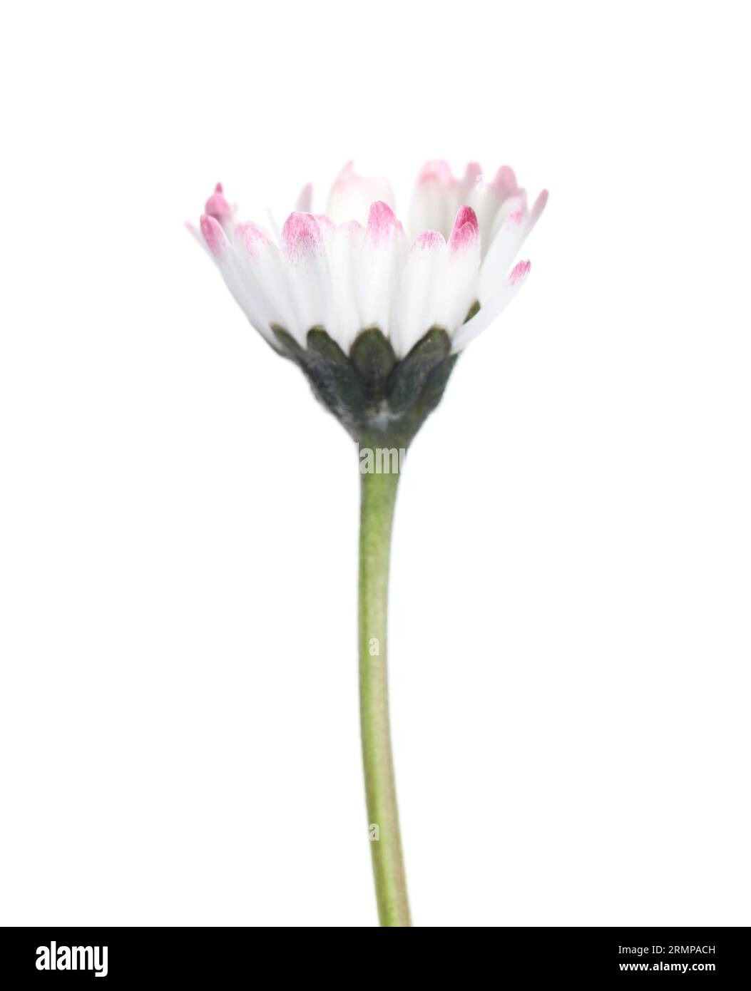 Beautiful bellis perennis (daisy) flower isolated on white Stock Photo