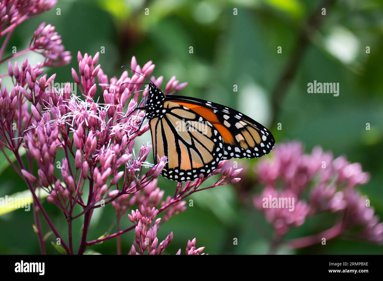 A Monarch Butterfly, Danaus plexippus, feeding on and pollinating Joe Pye weed flowers, Eutrochium purpureum, in a garden. Stock Photo