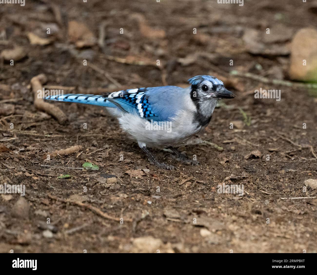 A Blue Jay, Cyanocitta cristata, picking up seeds in the dirt on a trail in the Adirondack Mountains, NY USA Stock Photo