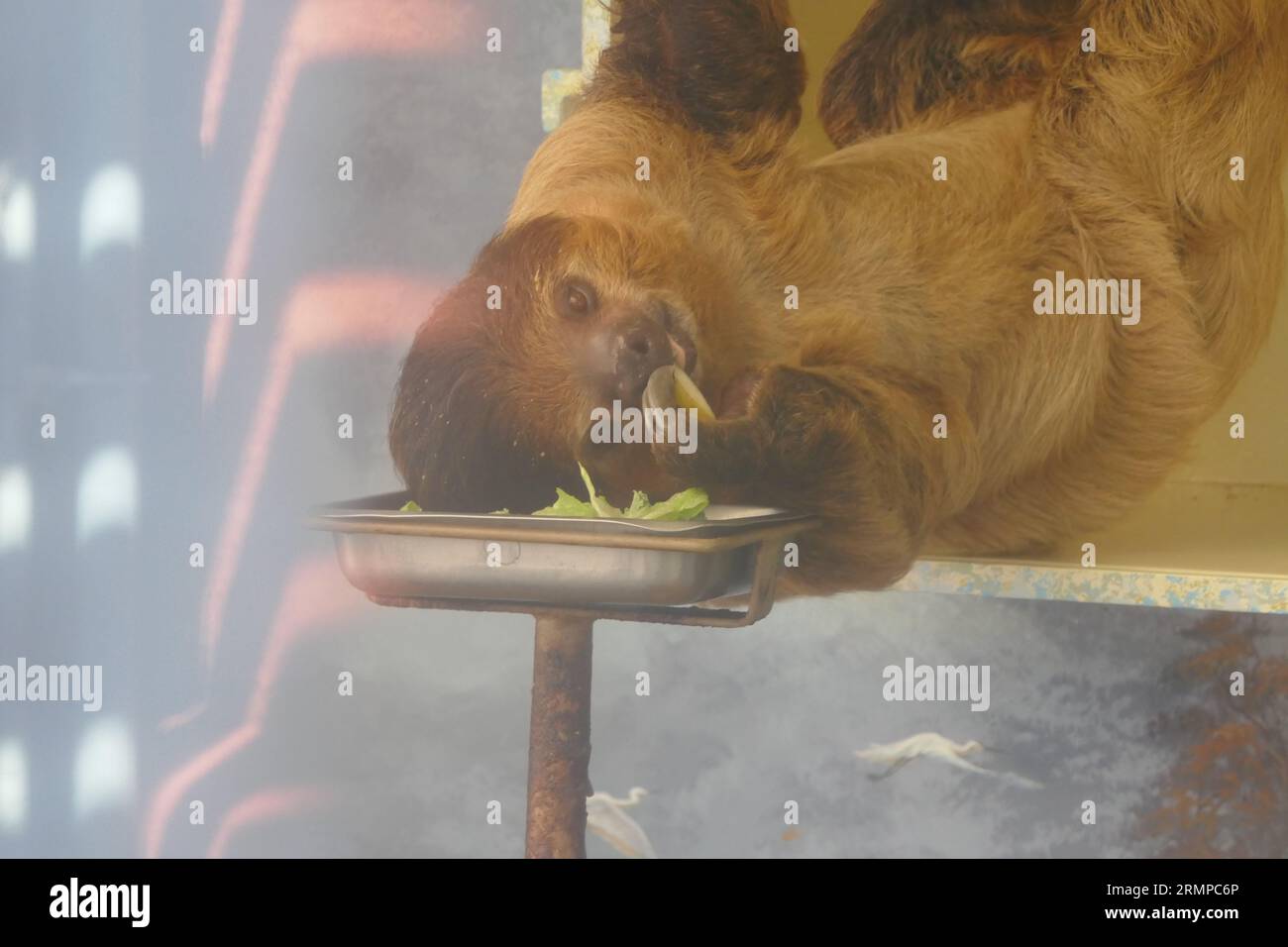Sloth Eatng Los Angeles, California, USA 29th August 2023 LinneÕs Two-Toed Sloth ...