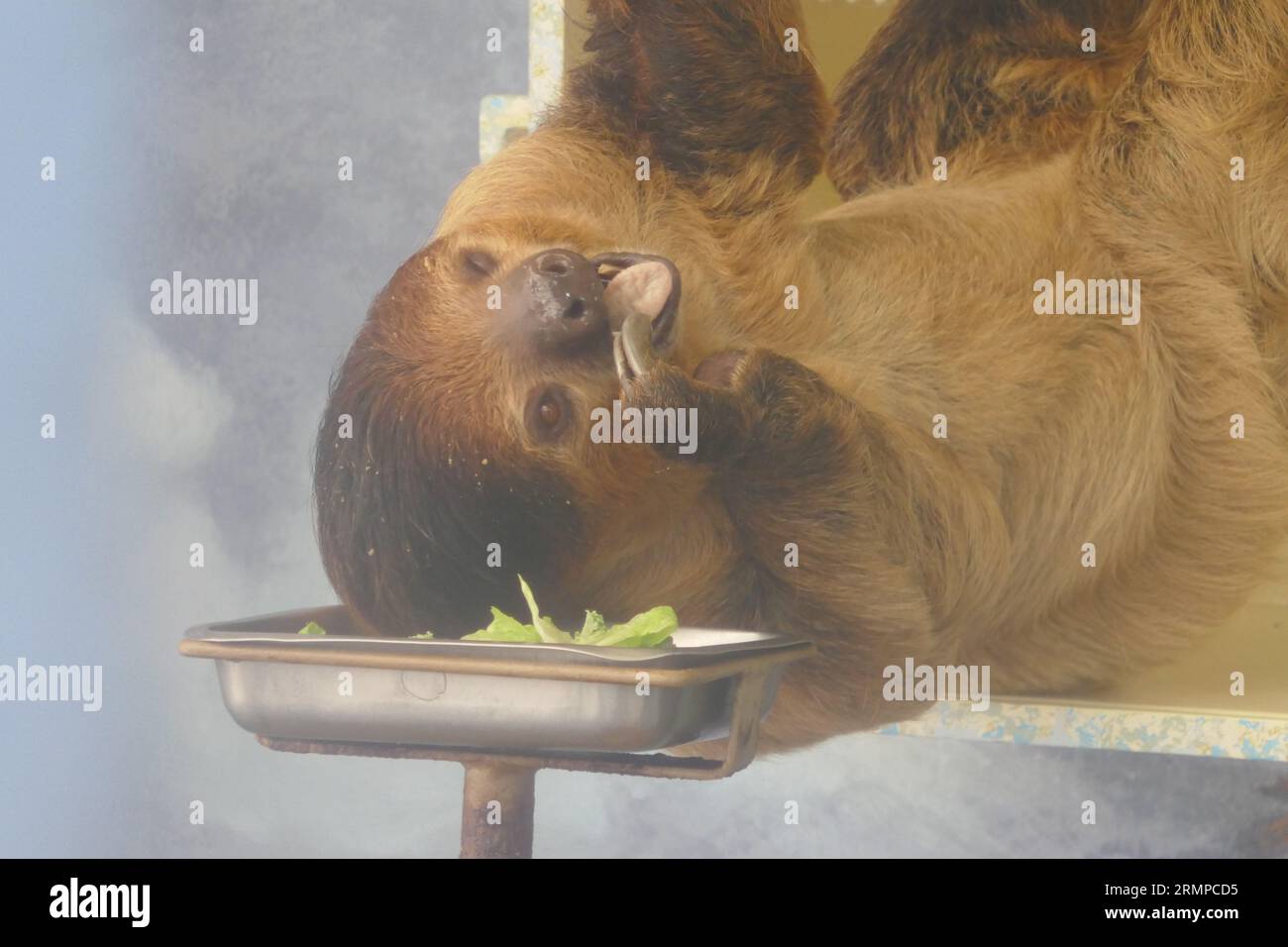 Sloth Eatng Los Angeles, California, USA 29th August 2023 LinneÕs Two-Toed Sloth ...
