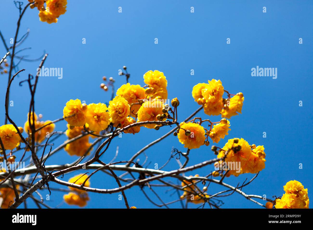 Beautiful yellow flower cochlospermum regium or supanniga flower on blue sky background in Northern Thailand. Stock Photo